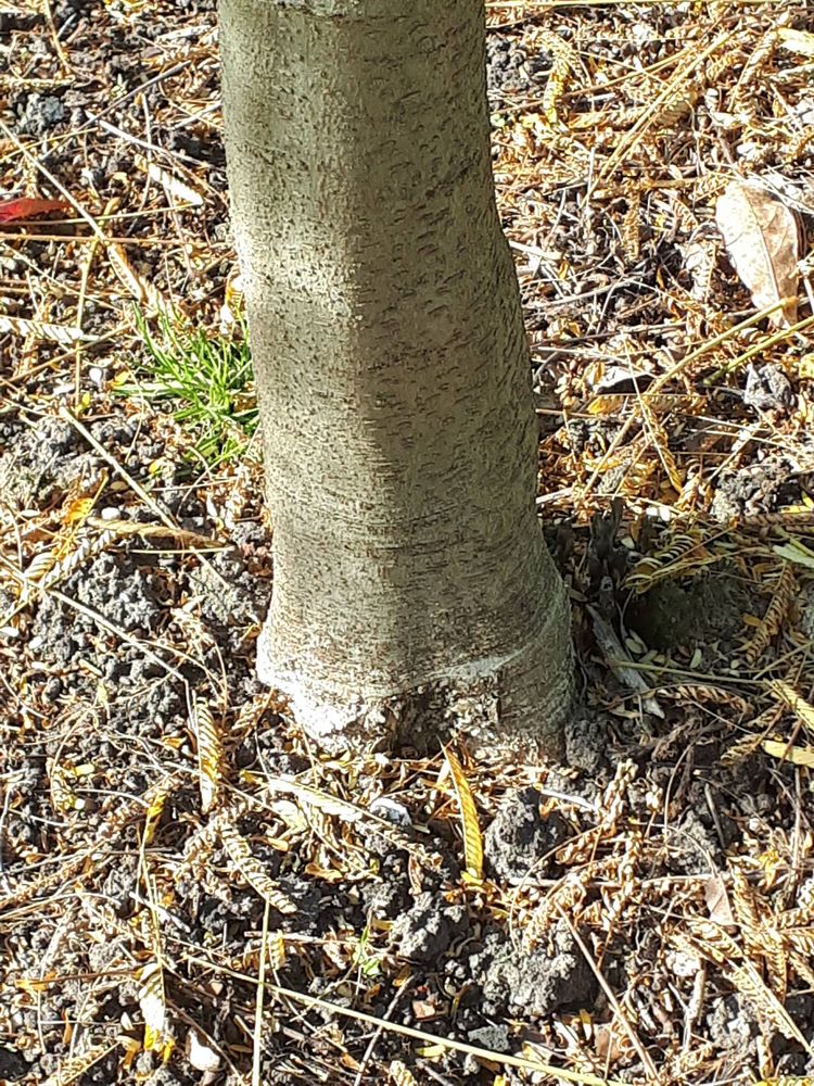 Stem image, Lewis Rozen, Utrecht, Netherlands, 2018-10-11, Albizia julibrissin - Pink silk tree
