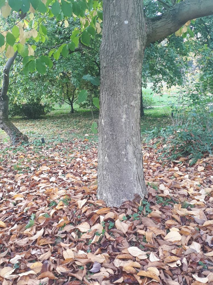 Stem image, , Wageningen, Netherlands, 2018-10-20, Magnolia sprengeri - Diva magnolia