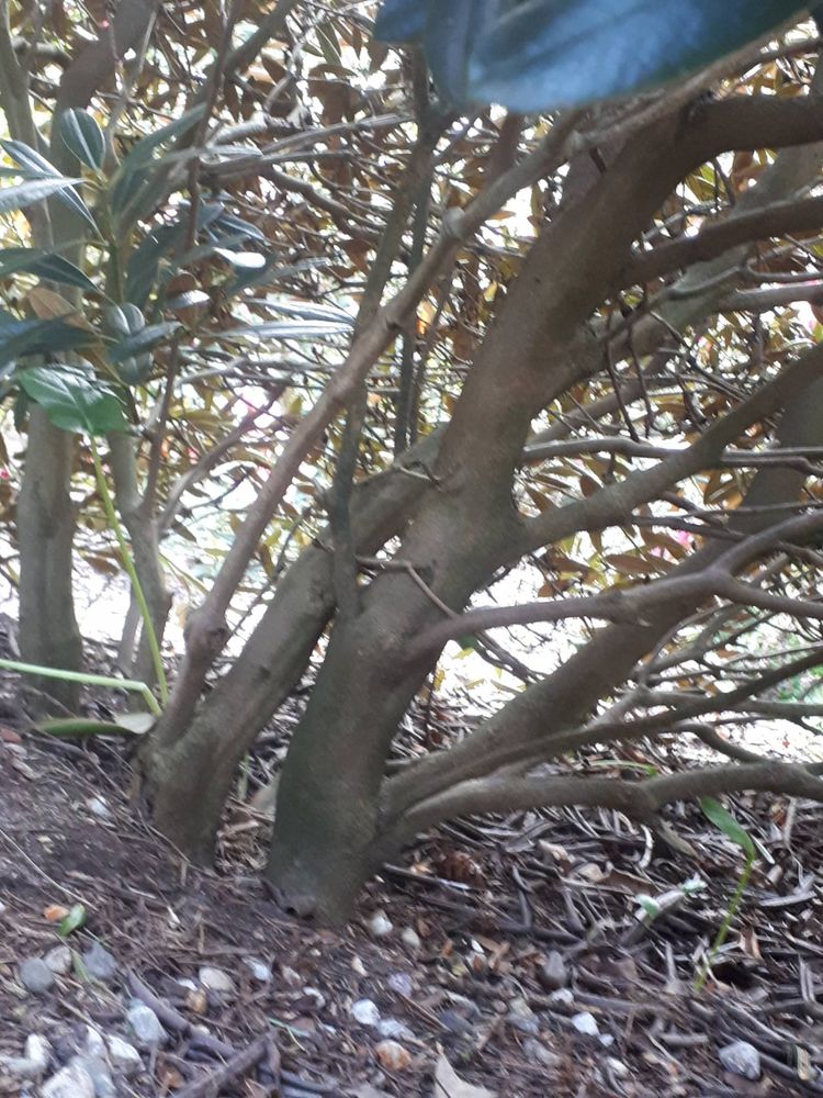 Stem image, , Hilversum, Netherlands, 2019-03-28, Rhododendron degronianum - Honshu rhododendron