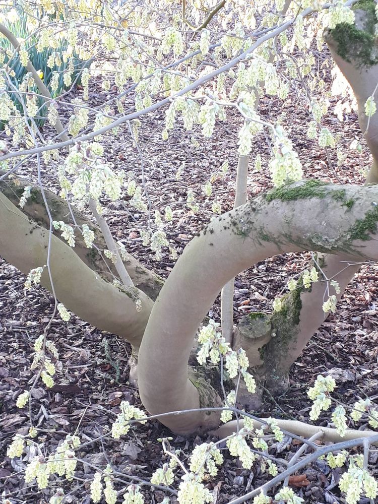 Stem image, , Waardenburg, Netherlands, 2019-03-29, Corylopsis sinensis - Chinese carylopsis hazle