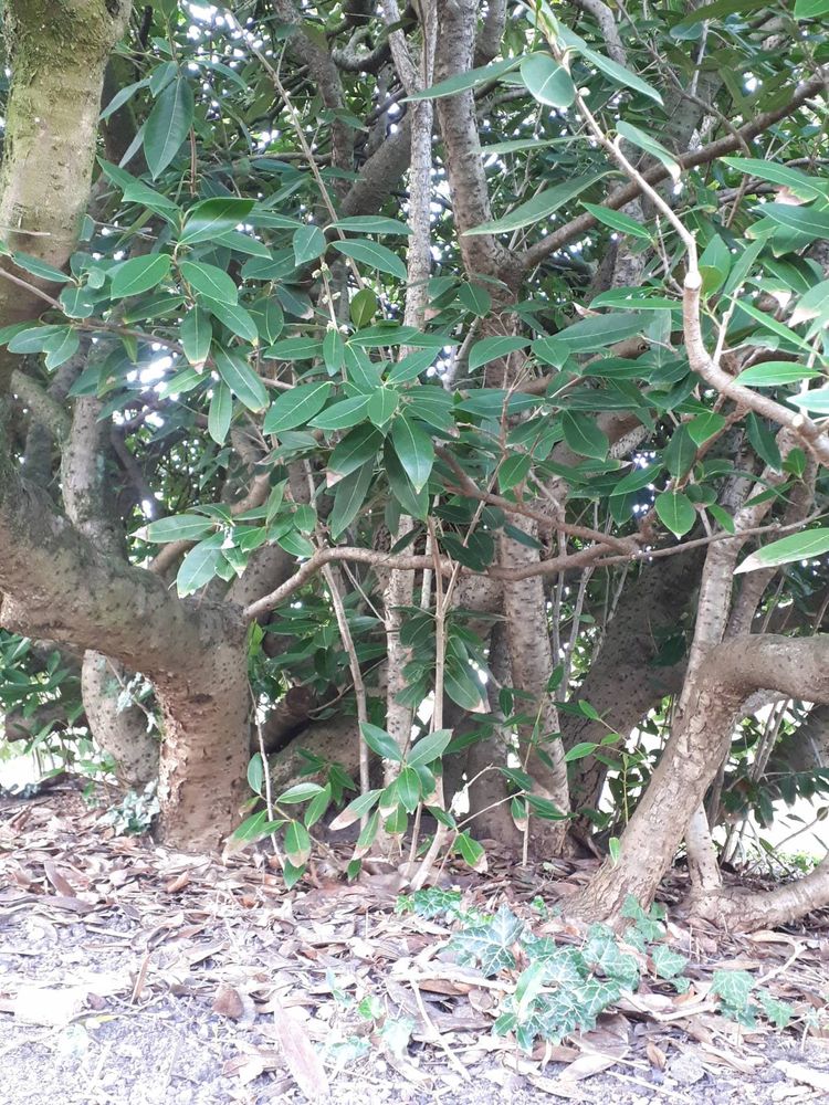 Stem image, , Waardenburg, Netherlands, 2019-03-29, Osmanthus decorus - Caucasian osmanthus