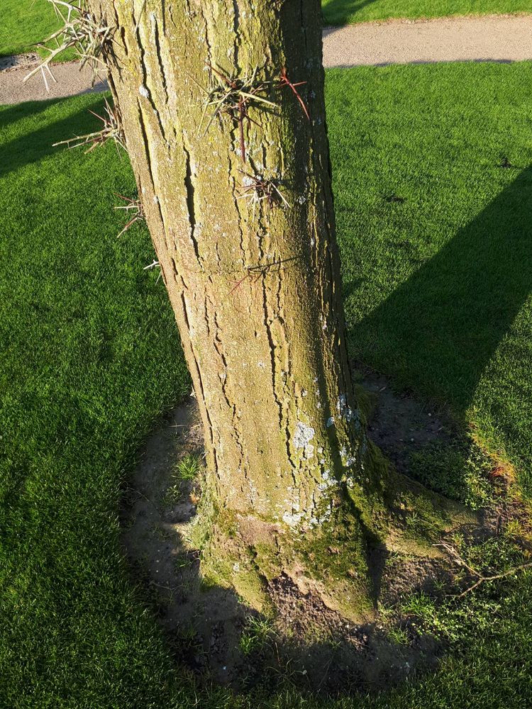 Stem image, , Wageningen, Netherlands, 2019-03-29, Gleditsia aquatica - Swamp locust