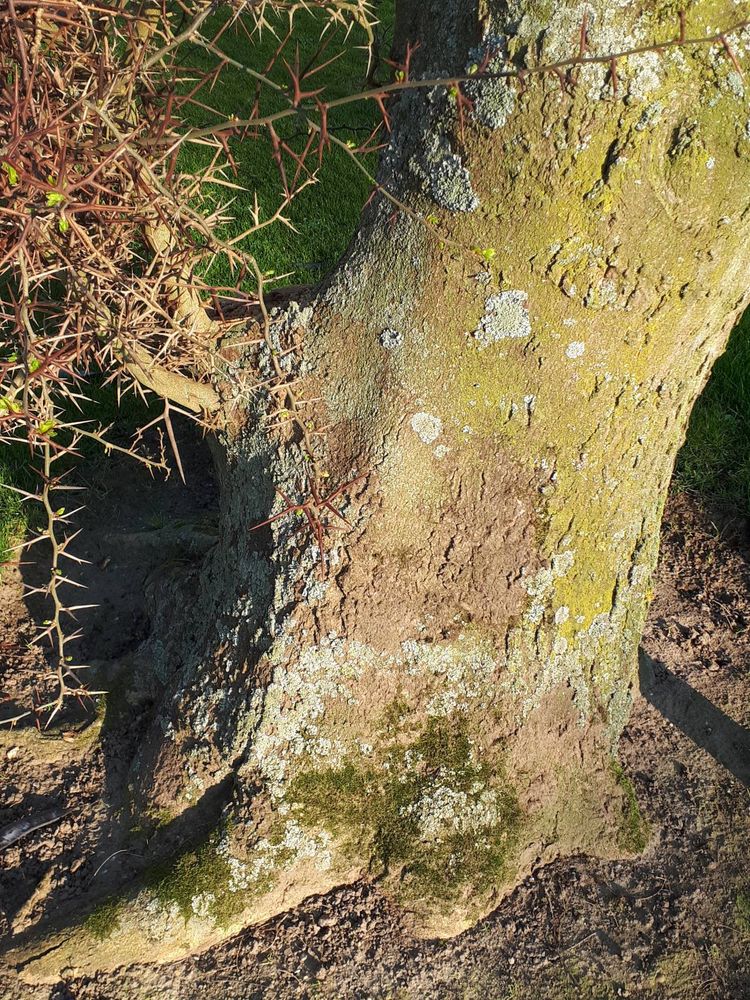 Stem image, , Wageningen, Netherlands, 2019-03-29, Gleditsia ferox - Chinese honey locust