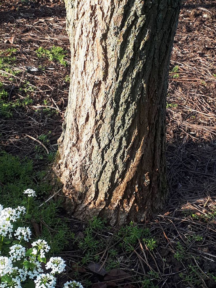 Stem image, , Wageningen, Netherlands, 2019-03-29, Catalpa ovata - Chinese catalpa