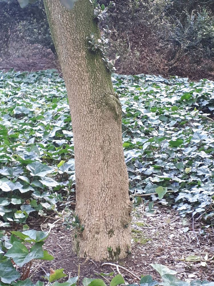 Stem image, , Wageningen, Netherlands, 2019-03-29, Buxus sempervirens - European box
