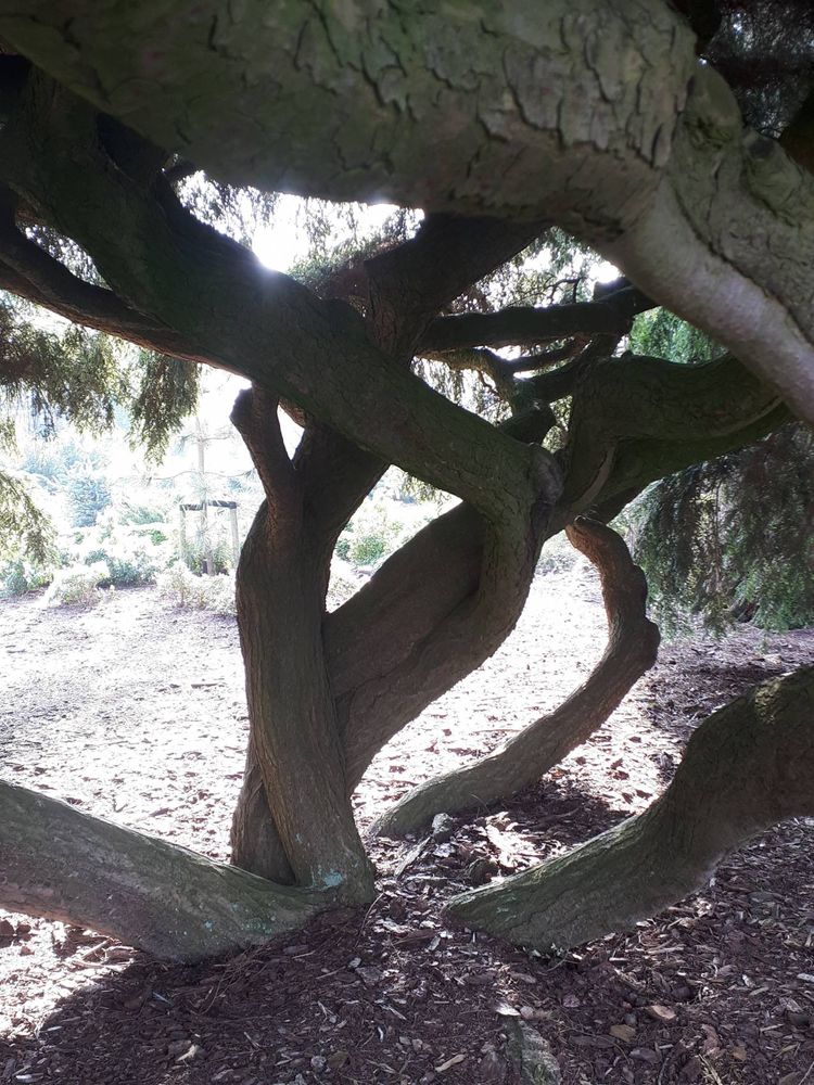 Stem image, , Wageningen, Netherlands, 2019-03-29, Tsuga canadensis - Canadian hemlock