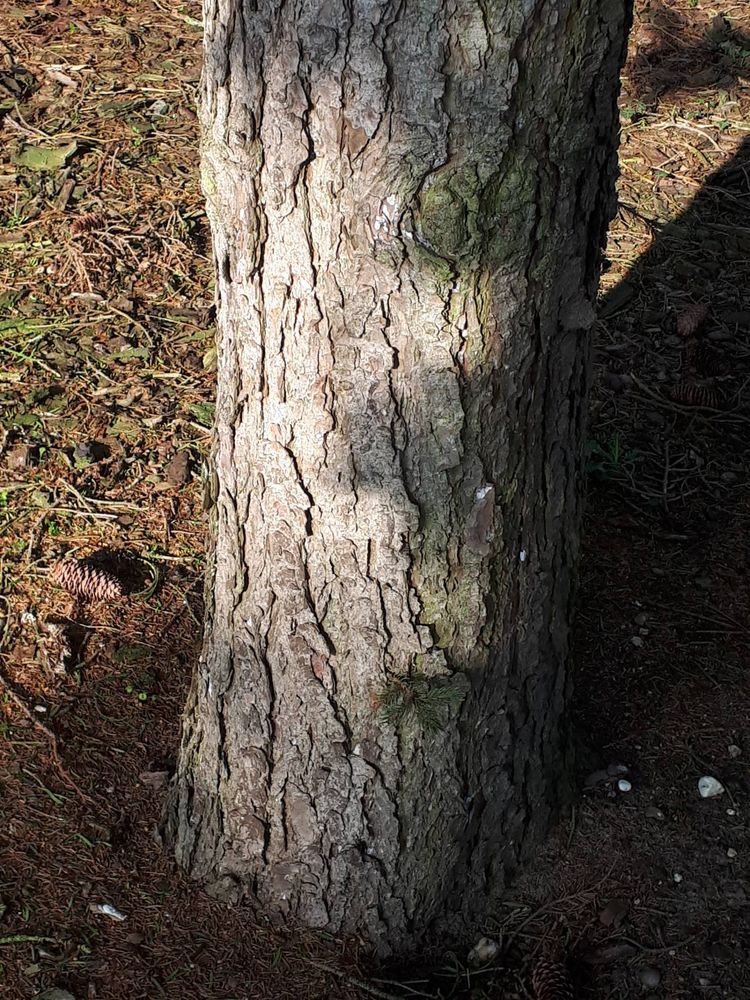 Stem image, , Wageningen, Netherlands, 2019-03-29, Picea alcoquiana - Iramomi