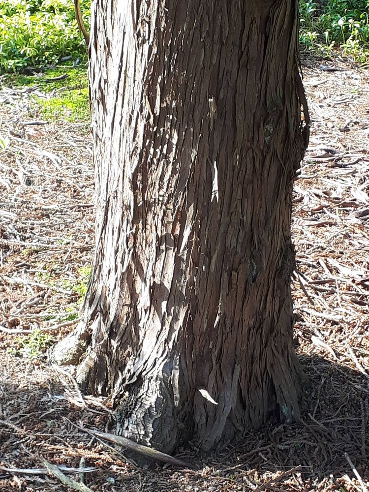 Stem image, , Wageningen, Netherlands, 2019-03-29, Thujopsis dolabrata - Elkhorn cedar