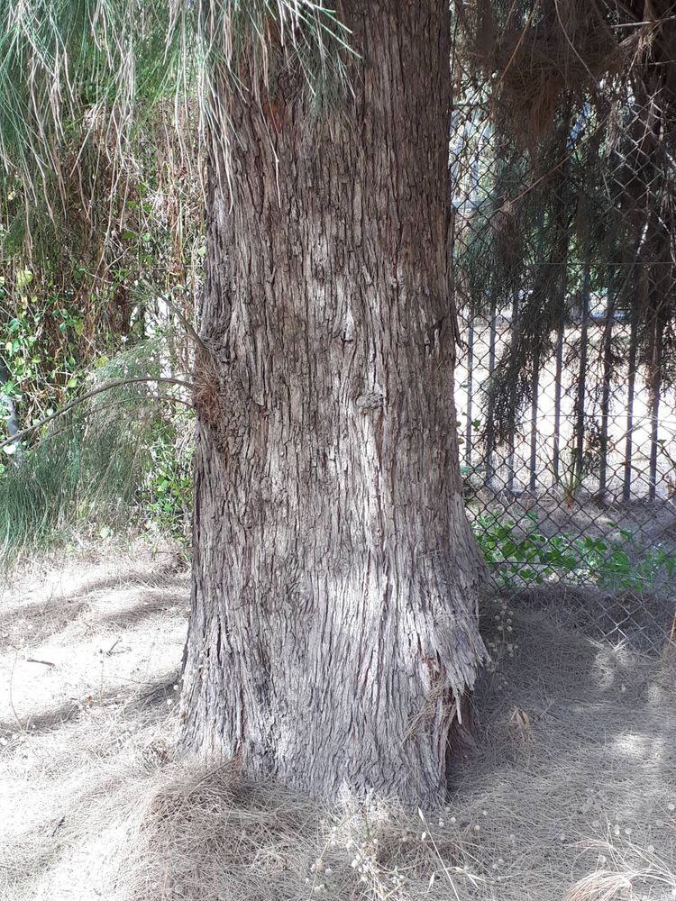Stem image, , Tel Aviv-Yafo, Israel, 2019-05-24, Casuarina cunninghamiana - River she-oak
