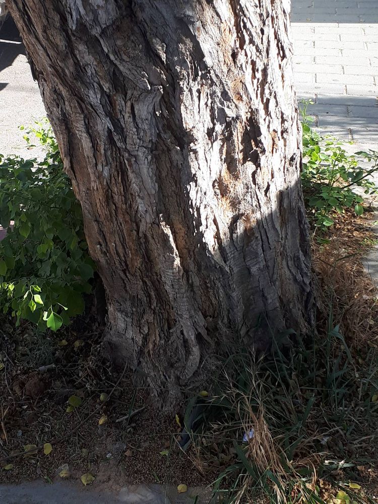 Stem image, , Holon, Israel, 2019-05-26, Dalbergia sissoo - Shisam