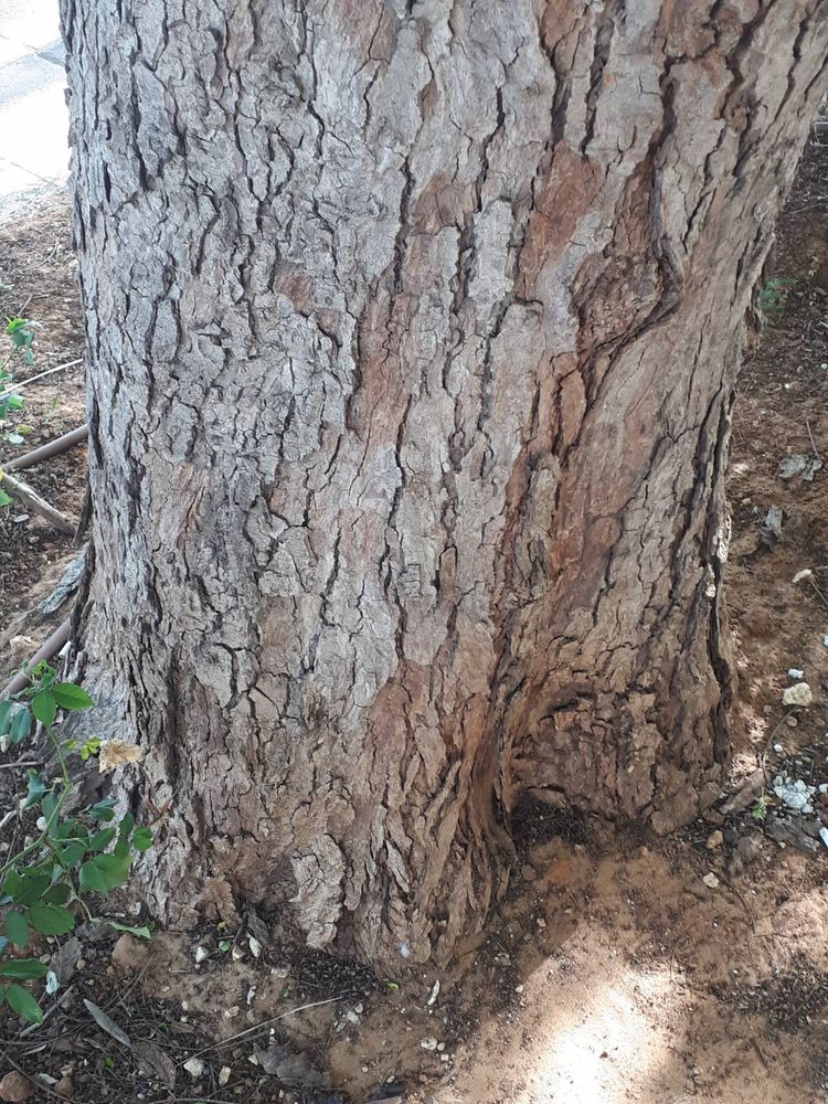 Stem image, , Holon, Israel, 2019-05-26, Peltophorum africanum - Rhodesian black wattle