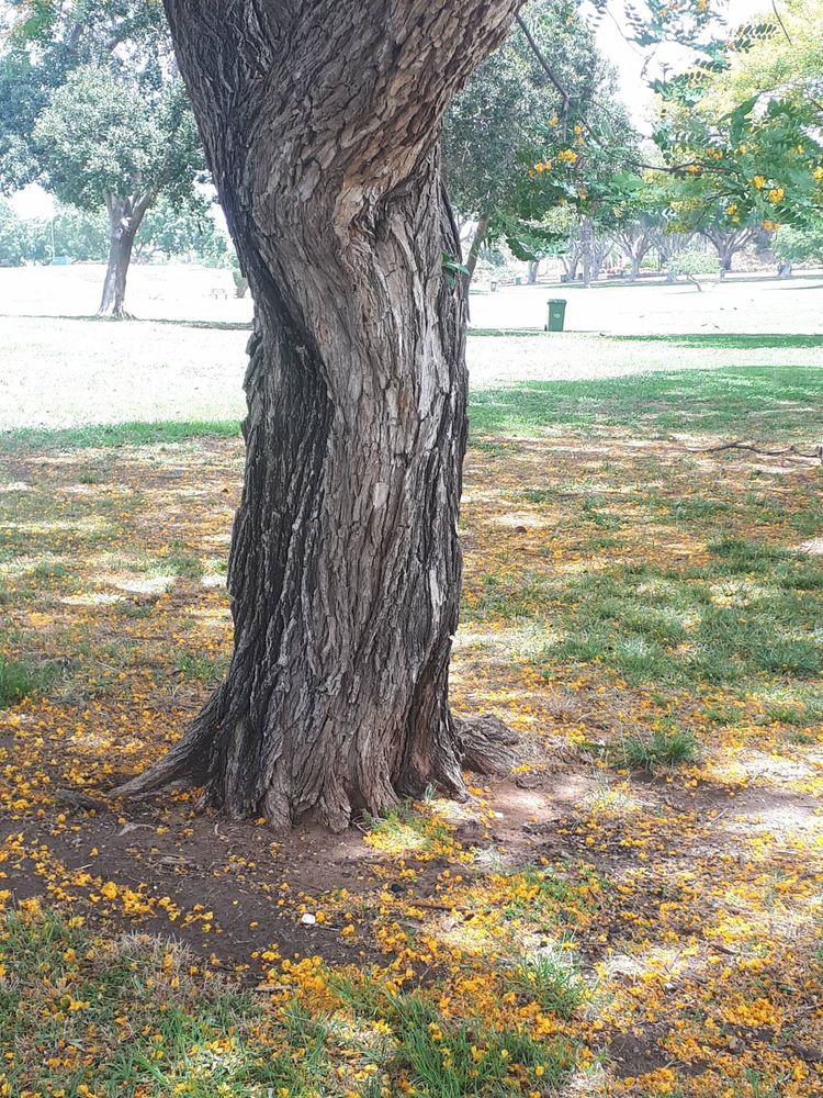 Stem image, , Tel Aviv-Yafo, Israel, 2019-06-04, Tipuana tipu - Tipu tree