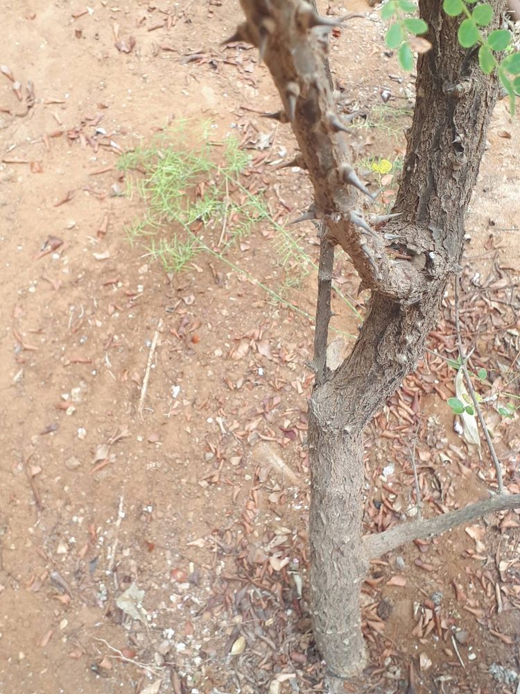 Stem image, , Tel Aviv-Yafo, Israel, 2019-06-04, Caesalpinia echinata - Pernambuco wood