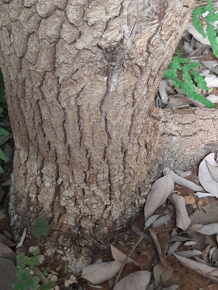 Stem image, Maarten Rozendale, Tel Aviv-Yafo, Israel, 2019-11-13, Cinnamomum verum - Cinnamon tree