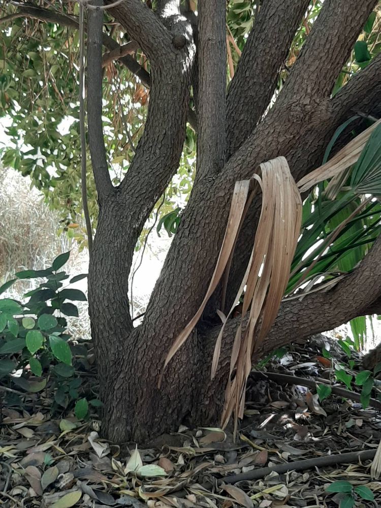 Stem image, Maarten Rozendale, Tel Aviv-Yafo, Israel, 2019-11-13, Acokanthera spectabilis - Unkn