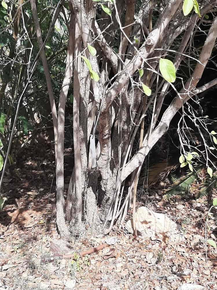 Stem image, Maarten Rozendale, Tel Aviv-Yafo, Israel, 2019-11-13, Lawsonia inermis - Henna