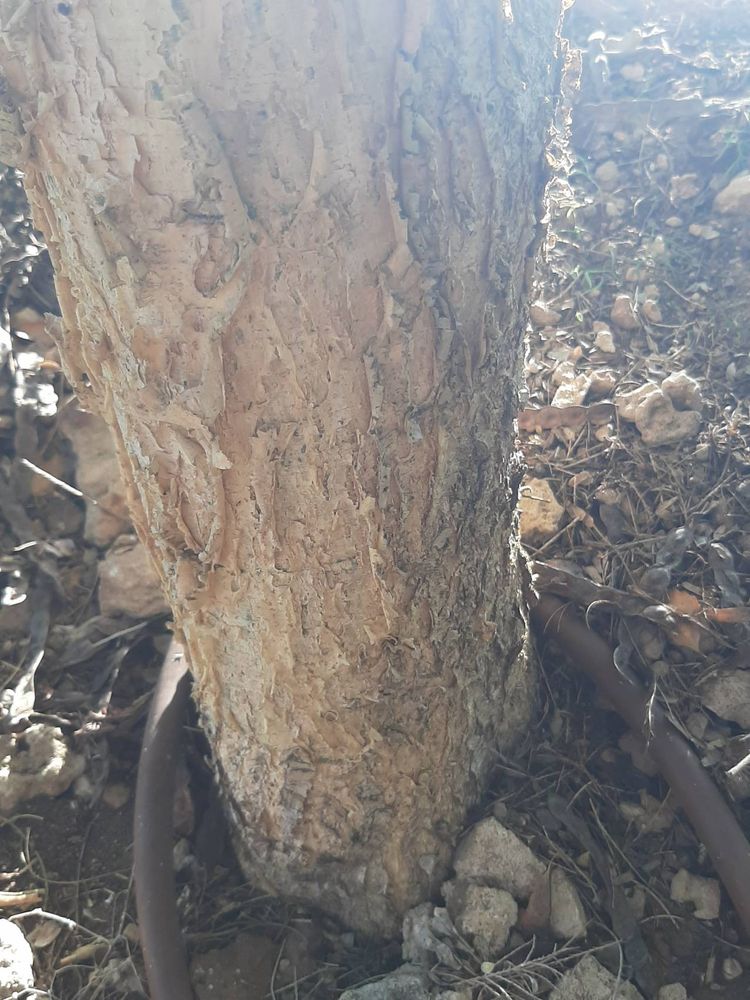 Stem image, Maarten Rozendale, Tel Aviv-Yafo, Israel, 2019-11-13, Acacia laeta - Black-hooked acacia