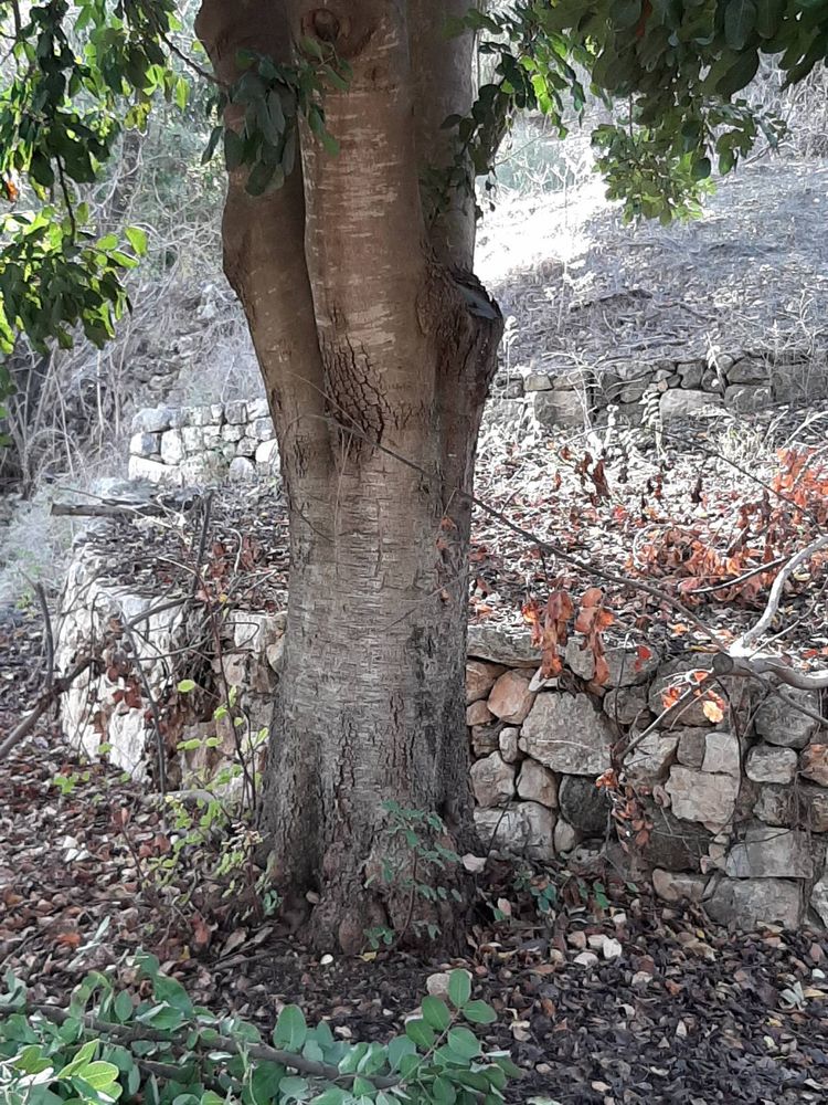 Stem image, Maarten Rozendale, Jerusalem, Israel, 2019-12-13, Ceratonia siliqua - Carob tree