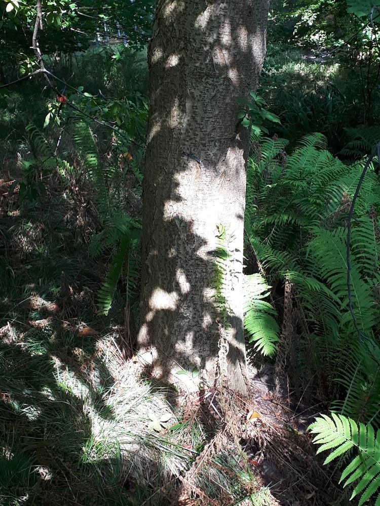 Stem image, , Haren, Nederland, 2018-09-01, Aesculus glabra - Ohio buckey