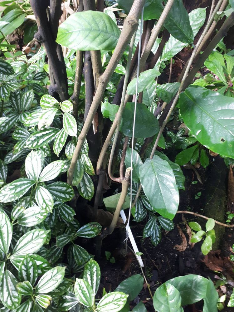 Stem image, , , , 2018-11-02, Monodora crispata - An-Sali