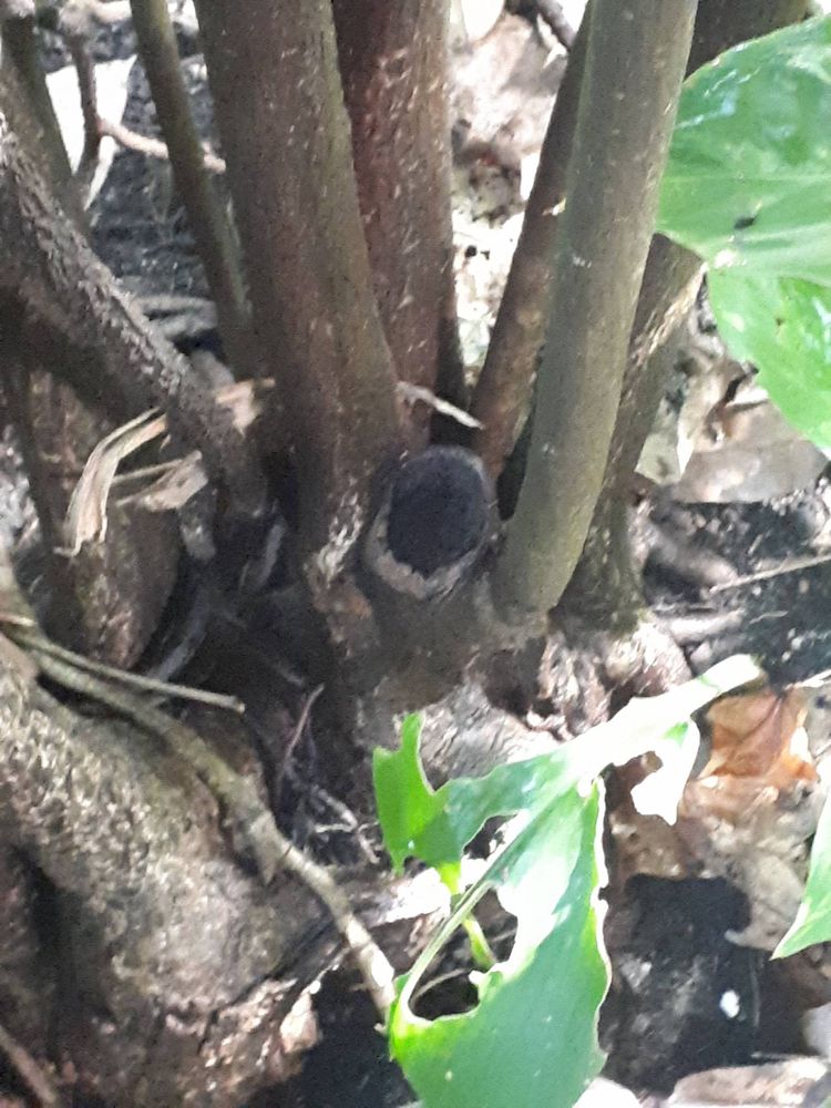 Stem image, , , , 2018-11-02, Annona glabra - Pond apple