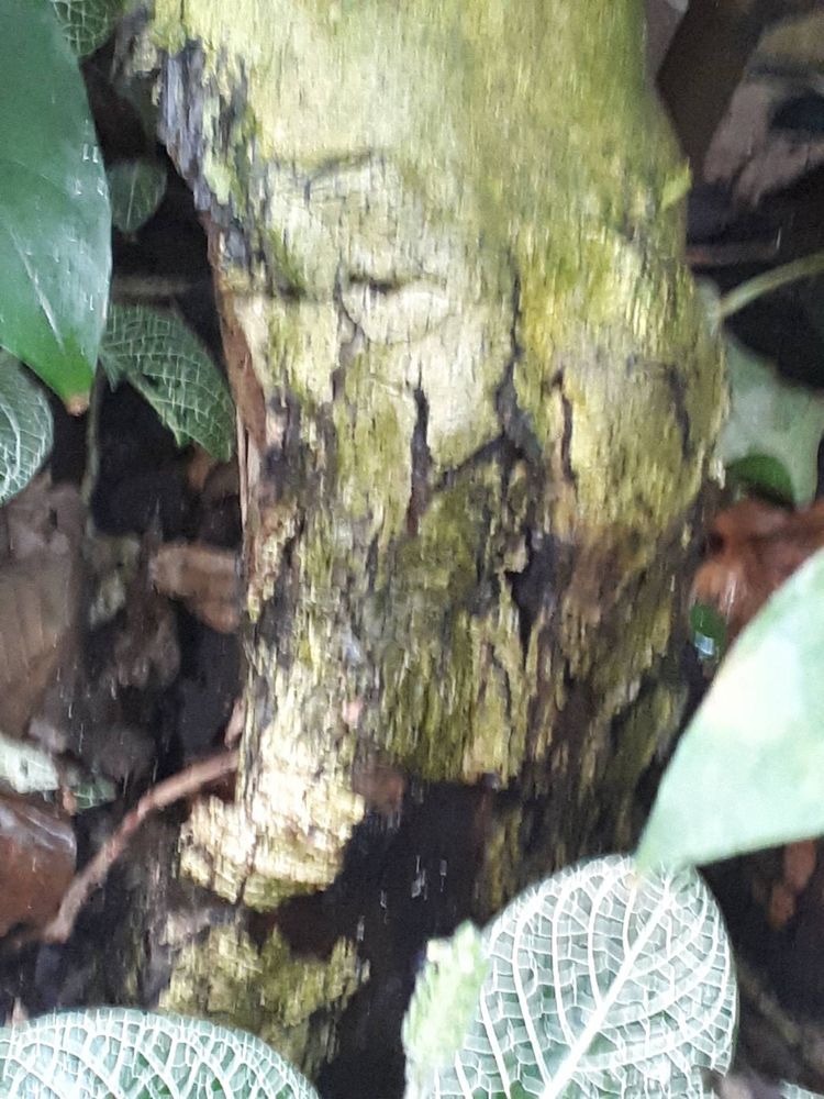 Stem image, , , , 2018-11-02, Gmelina asiatica - Asian Bushbeech