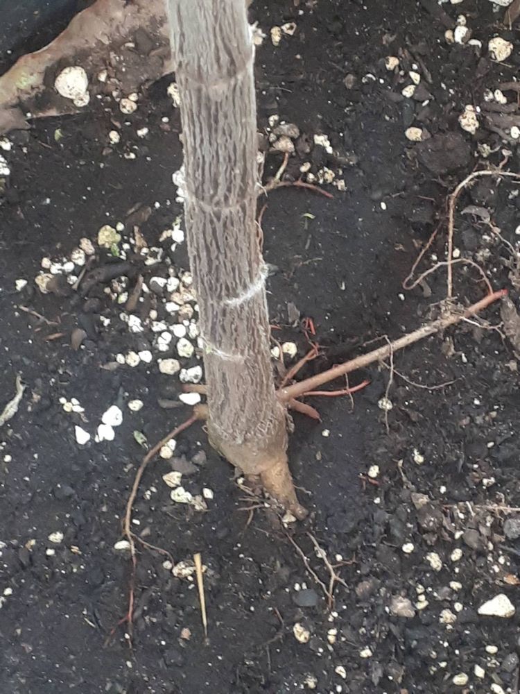 Stem image, , Delft, Netherlands, 2019-03-08, Artocarpus altilis - Breadfruit