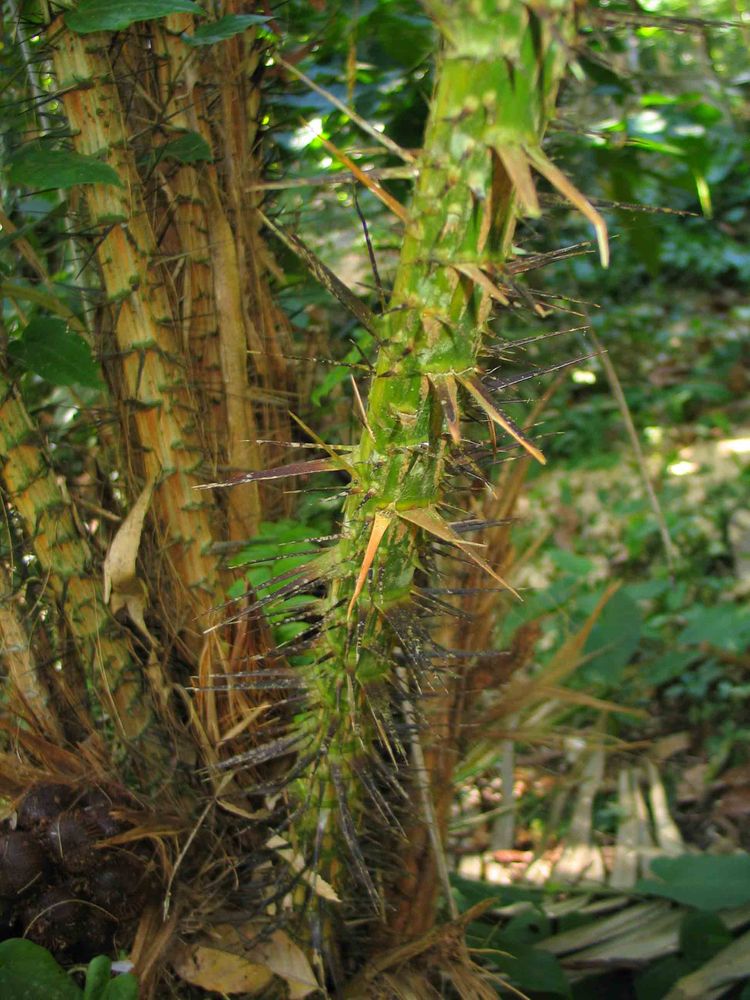 Stem image, Maarten Rozendale, Coral Gables, United States, 2006-04-18, Salacca zalacca - Snake fruit