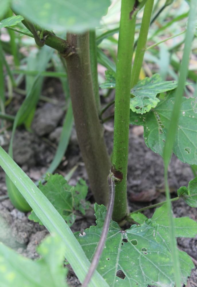 Stem image, Maarten Rozendale, Utrecht, Netherlands, 2017-08-23, Abelmoschus esculentus - Okra