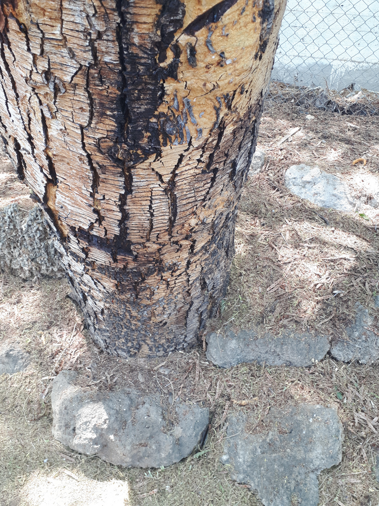Stem image, , , , 2018-09-22, Acacia xanthophloea - Fever tree