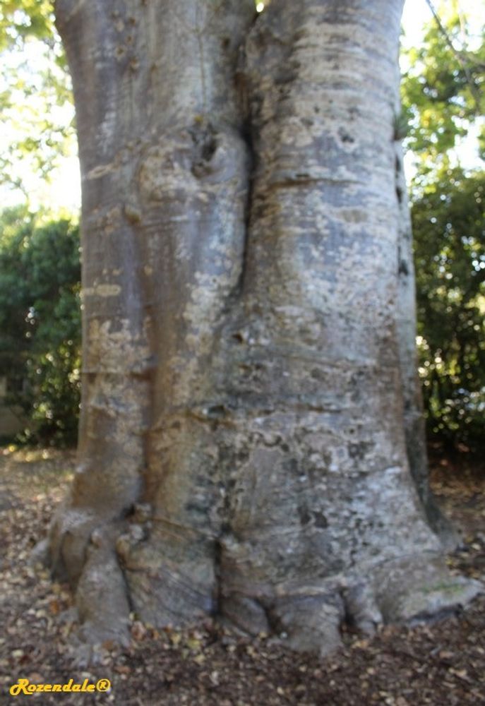 Stem image, , Coral Gables, United States, 2016-11-20, Adansonia digitata - Baobab lemonade
