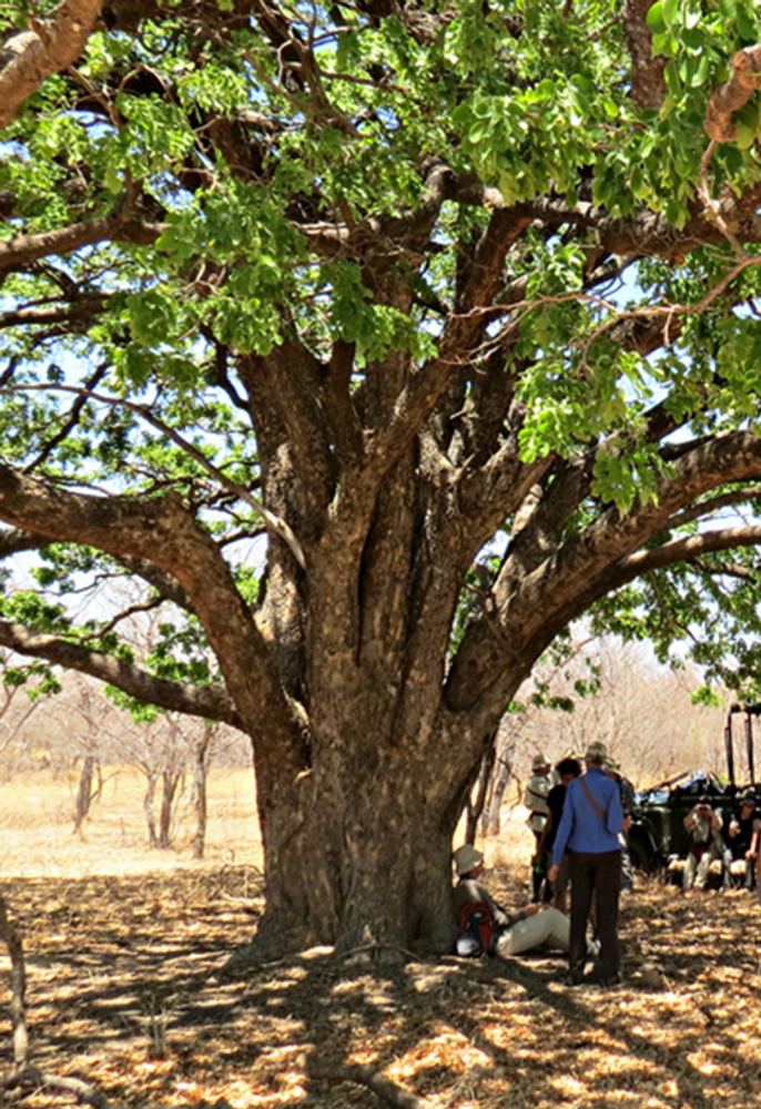 Stem image, , , , 2017-04-15, Afzelia quanzensis - Lucky bean tree