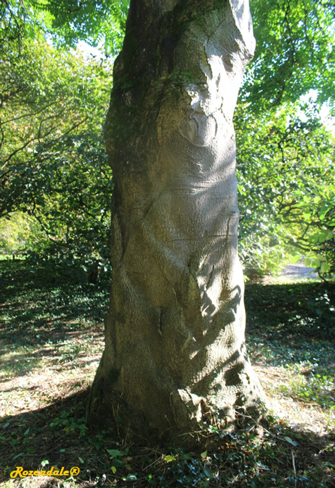 Stem image, , Belmonte, Netherlands, 2016-10-16, Ailanthus altissima - Tree of Heaven