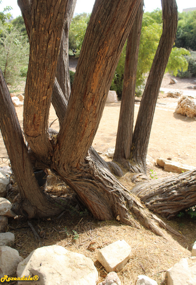 Stem image, , Jerusalem, Israel, 2018-07-29, Albizia harveyi - Sickle-leaved albizia