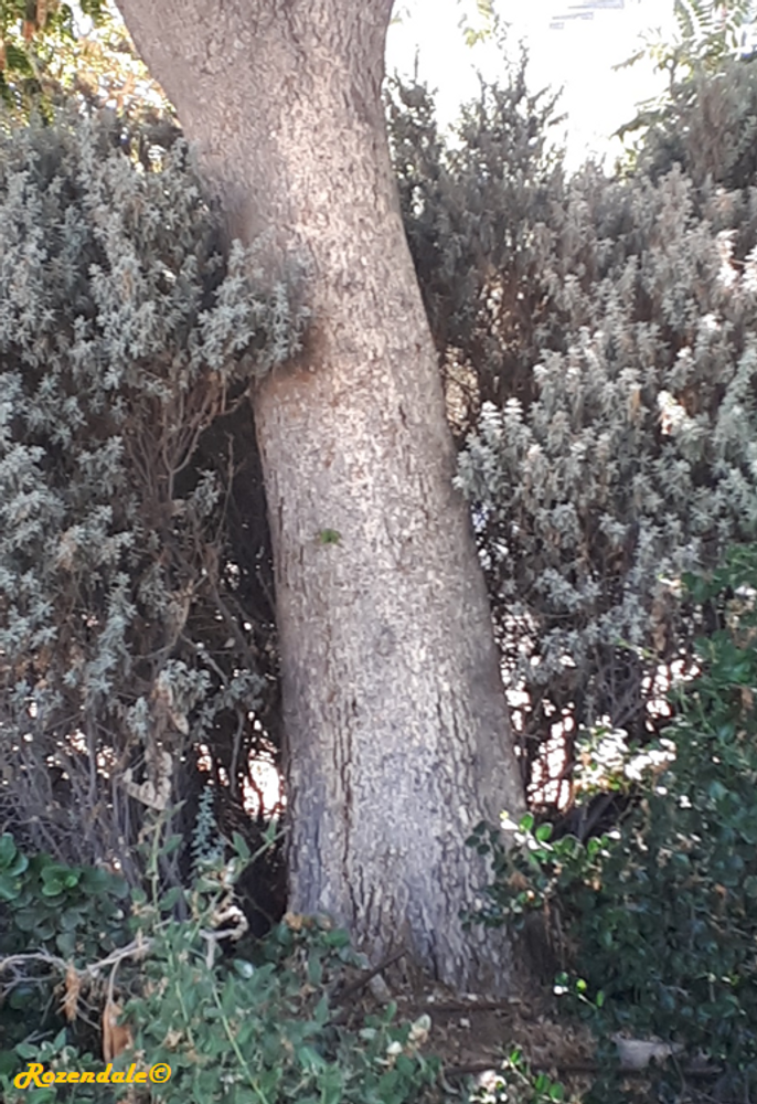 Stem image, Maarten Rozendale, Tel Aviv-Yafo, Israel, 2018-08-18, Albizia lebbeck - Indian siris