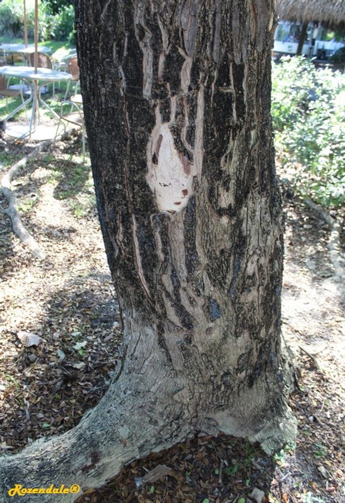 Stem image, Maarten Rozendale, Coral Gables, United States, 2016-11-19, Albizia saman - Saman tree