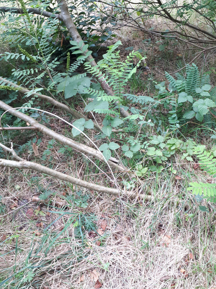 Stem image, , , , 2018-09-22, Amorpha fruticosa - Desert false indigo