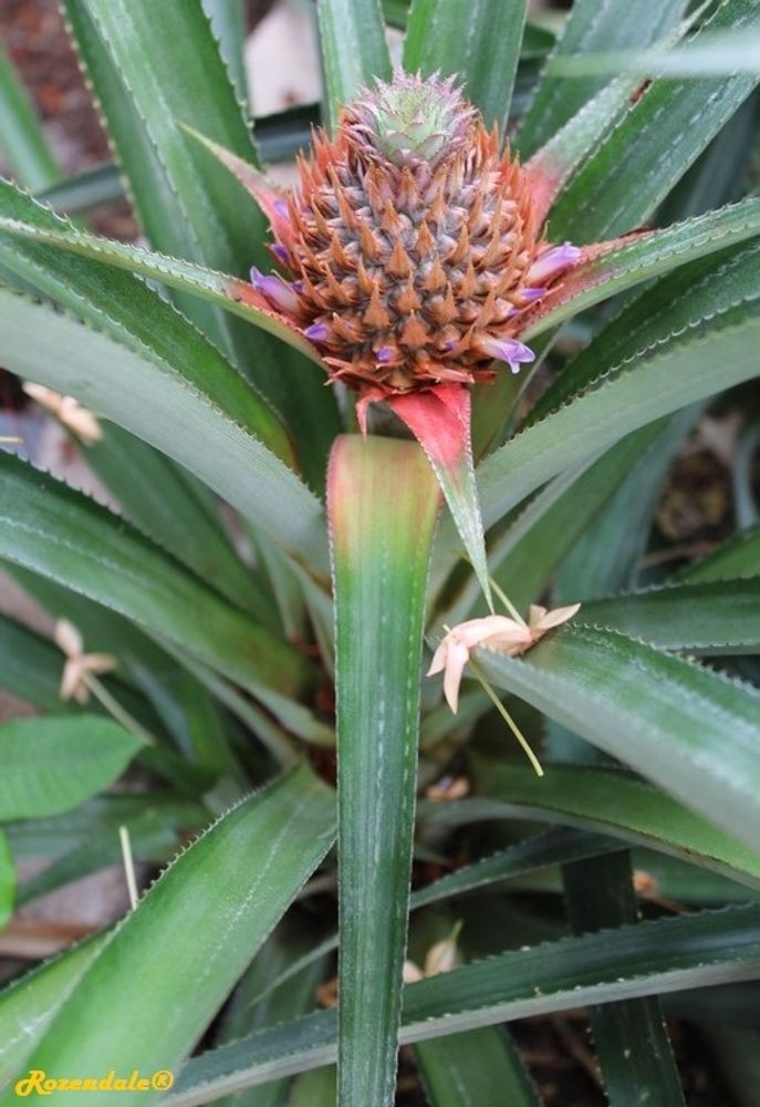 Stem image, , Horticus Leiden, Netherlands, 2017-08-17, Ananas comosus - Pineapple
