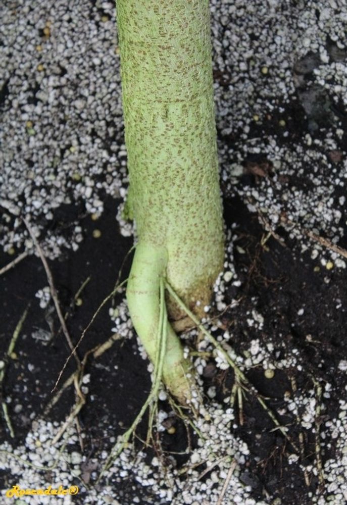 Stem image, , Horticus Leiden, Netherlands, 2017-08-17, Aquilaria crassna - Agarwood