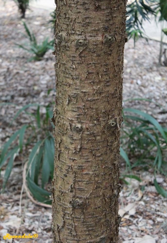 Stem image, , Harry P Leu, United States, 2016-11-15, Araucaria bidwillii - Bunya pine