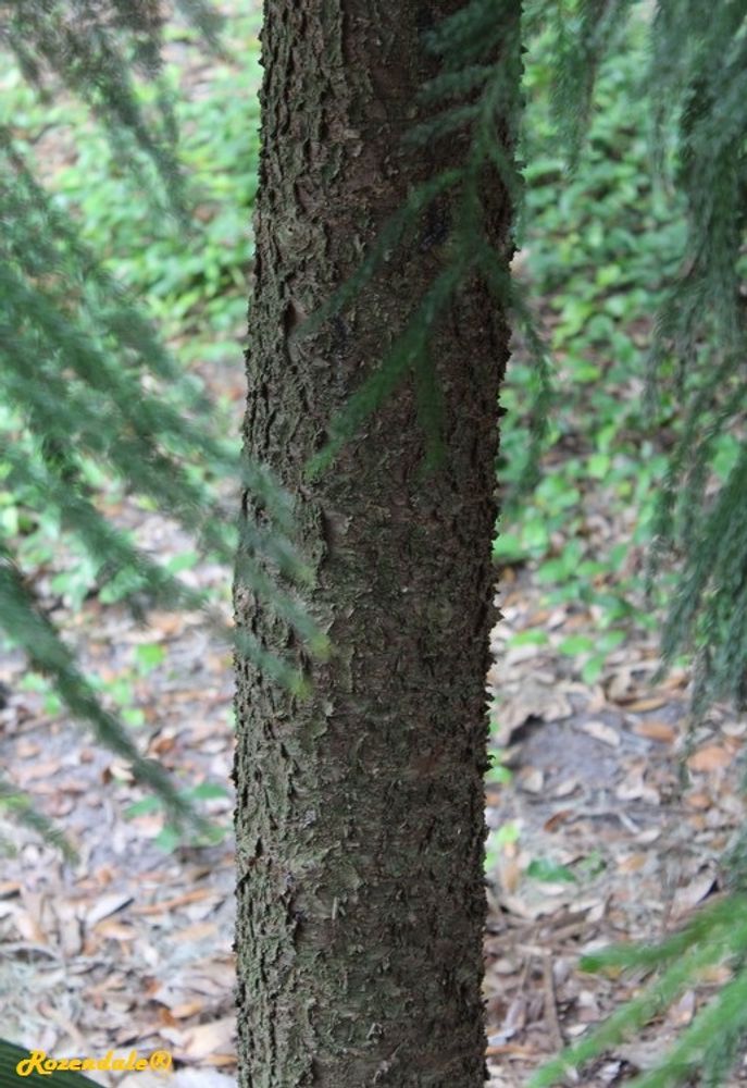 Stem image, , Harry P Leu, United States, 2016-11-15, Araucaria cookii - Captain cook's pine
