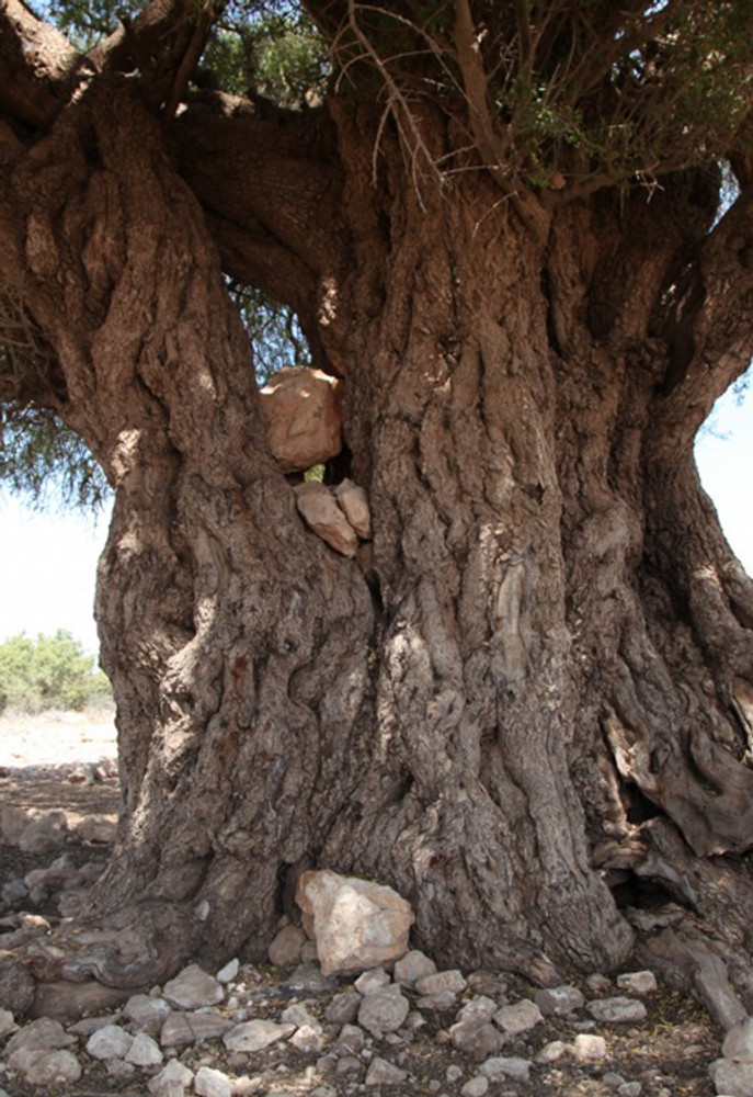 Stem image, , , , 2017-03-11, Argania spinosa - Argan