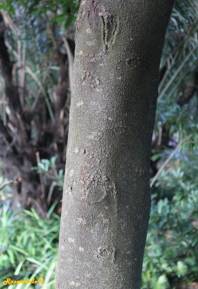 Stem image, , Harry P Leu, United States, 2016-11-15, Artocarpus hypargyreus - Kwai muk