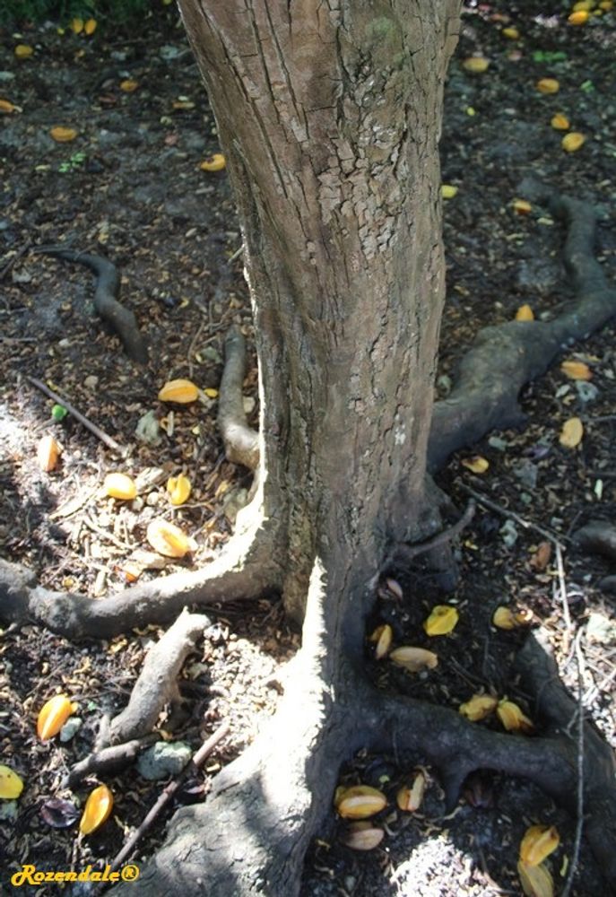 Stem image, , Coral Gables, United States, 2016-11-20, Averrhoa carambola - Carambola