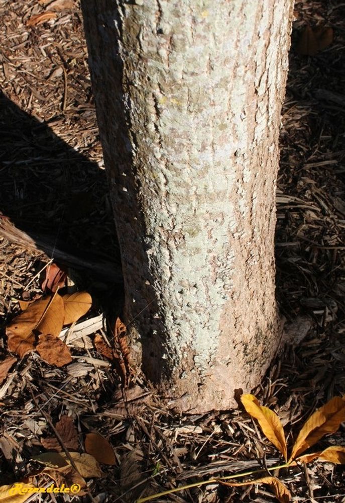 Stem image, , Coral Gables, United States, 2016-11-20, Bombax ceiba - Cotton tree