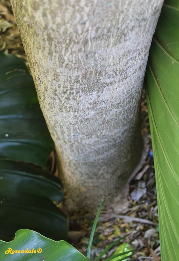 Stem image, , Coral Gables, United States, 2016-11-20, Bulnesia arborea - Maracaibo verawood