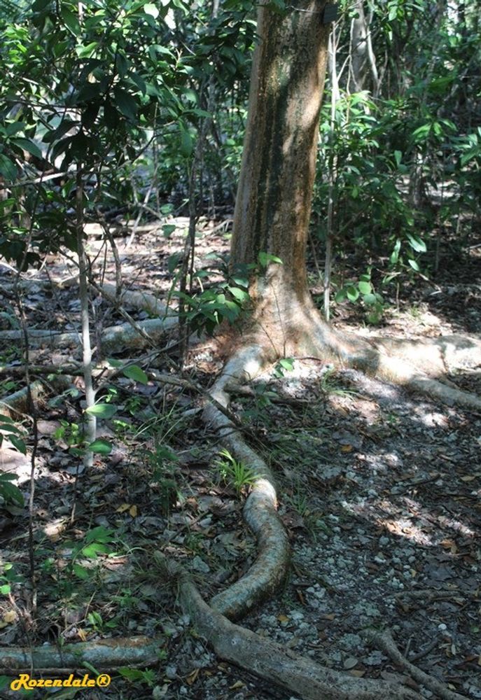 Stem image, , Coral Gables, United States, 2016-11-20, Bursera simaruba - Gumbo-limbo