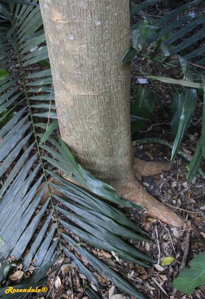 Stem image, Maarten Rozendale, Coral Gables, United States, 2016-11-19, Cananga odorata - Ylang Ylang
