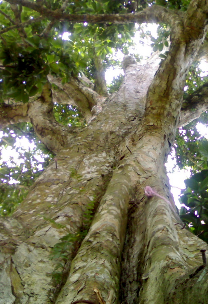 Stem image, , , , 2017-04-16, Canarium ovatum - Pili nut tree