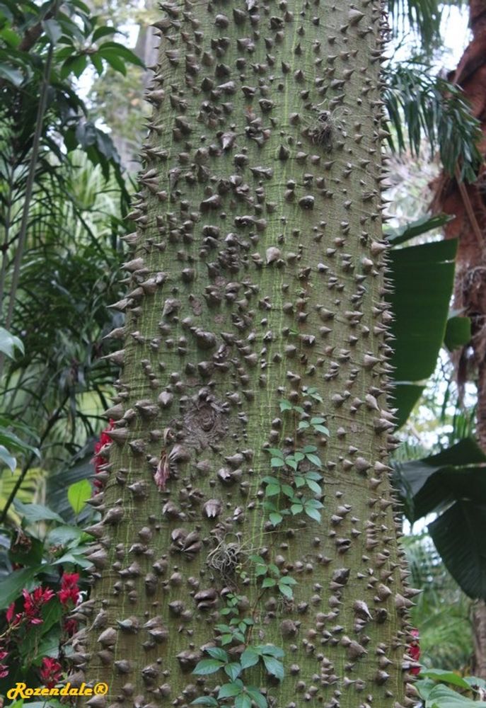 Stem image, , Harry P Leu, United States, 2016-11-15, Ceiba hybrid - Floss silk tree